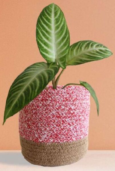 Caladium Xanthosoma Lindenii (Large)