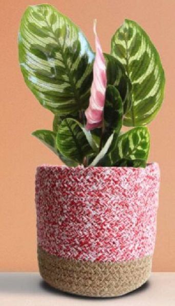 Calathea Peacock Plant