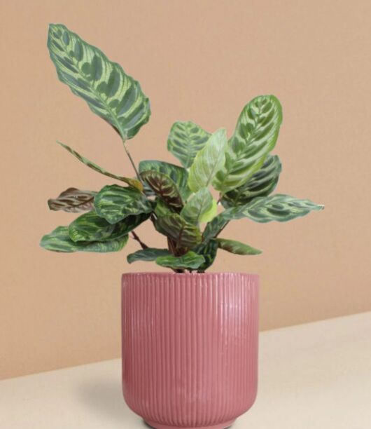 Calathea Peacock Plant In Ceramic Pot (Large)