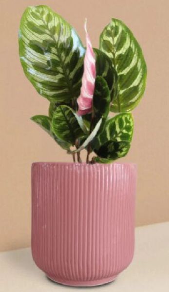 Calathea Peacock Plant In Ceramic Pot (Medium)