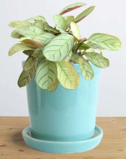 Calathea Prayer Small Plant