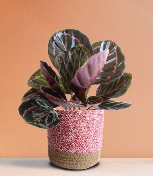 Calathea Roseopicta Dottie Medium Plant
