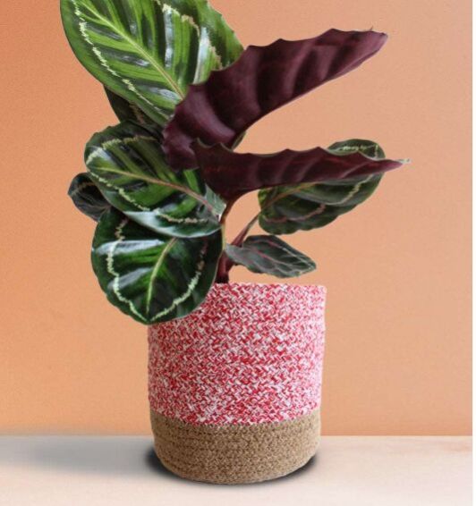 Calathea Roseopicta Illustris (Large)