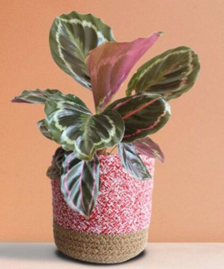 Calathea Roseopicta Medallion Medium Plant