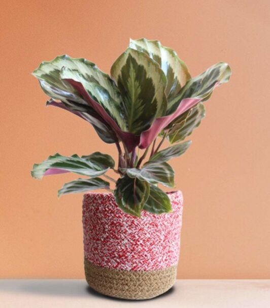 Calathea Roseopicta Shinestar (Medium)