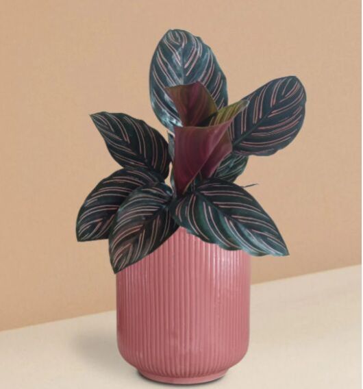 Calathea Sanderiana Plant In Ceramic Pot (Large)