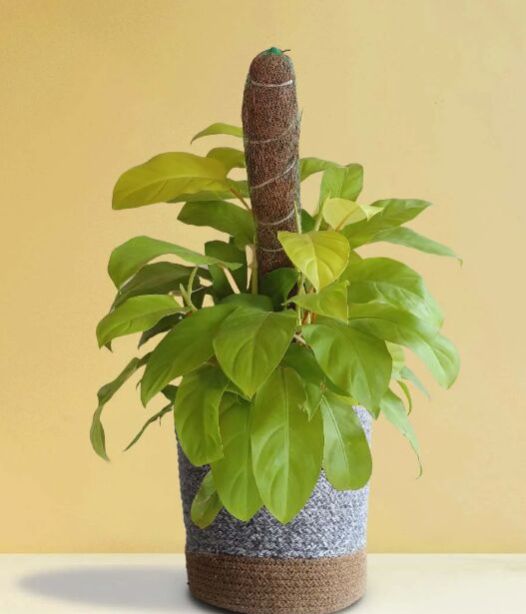 Ceylon Golden X-large Plant