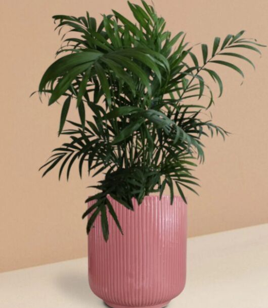 Chamaedorea Palm Plant In Ceramic Pot (Large)