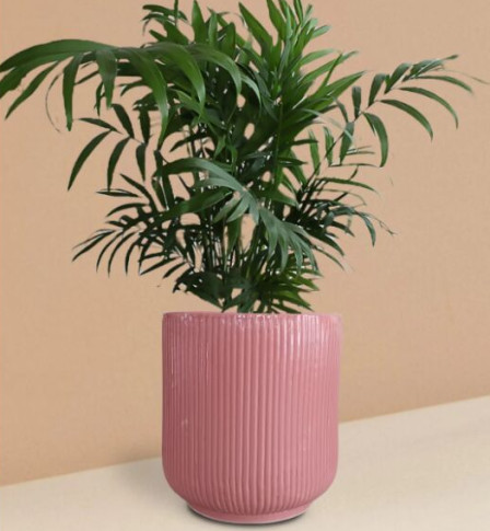 Ceramic Chamaedorea Elegans Palm Plant