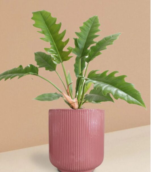 Chamaedorea Palm Plant In Ceramic Pot (Medium)