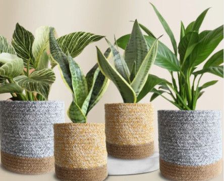 Classy Air-purifying Bedroom Plants Combo