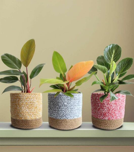 Colorful Philos Combo Plant