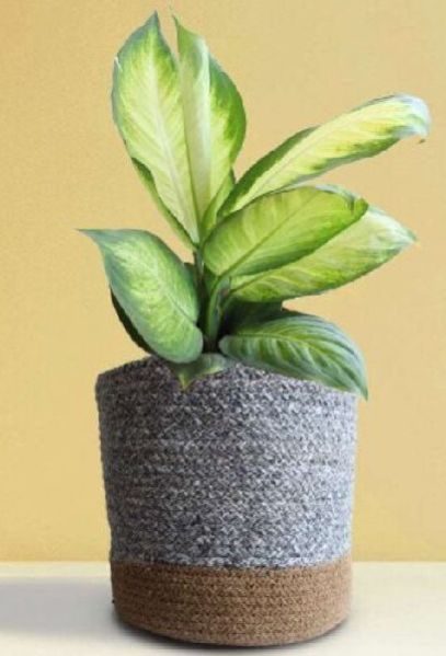 Dieffenbachia Honeydew X-large Plant