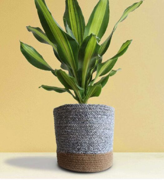 Dracaena Dara Singh X-large Plant