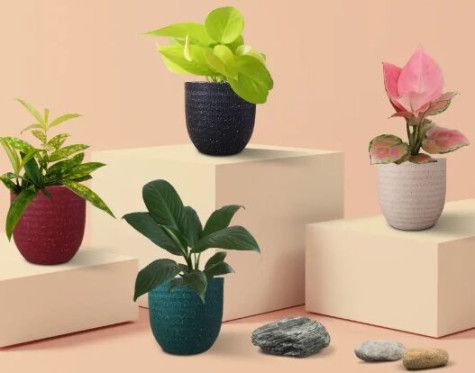 Easy-care Air-purifying Indoor Plants Combo (small)