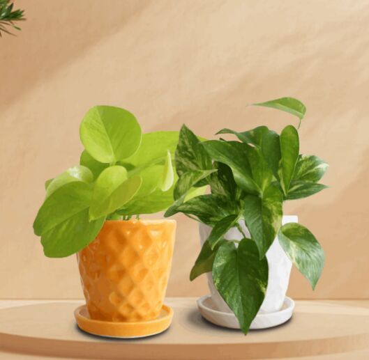 Easy-peasy Duo Plants