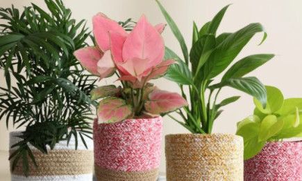 Elegant Air-purifying Living Room Plants Combo