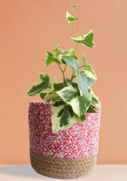 English Ivy Variegated (Medium)