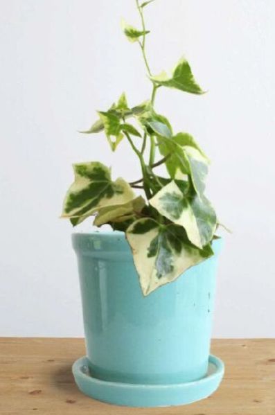 English Ivy Variegated Small Plant