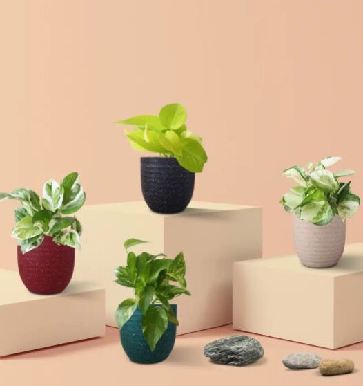 Exotic Money Plant Combo (Small)