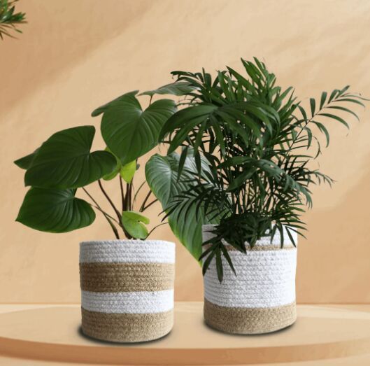 Eye Catchers Duo Plant