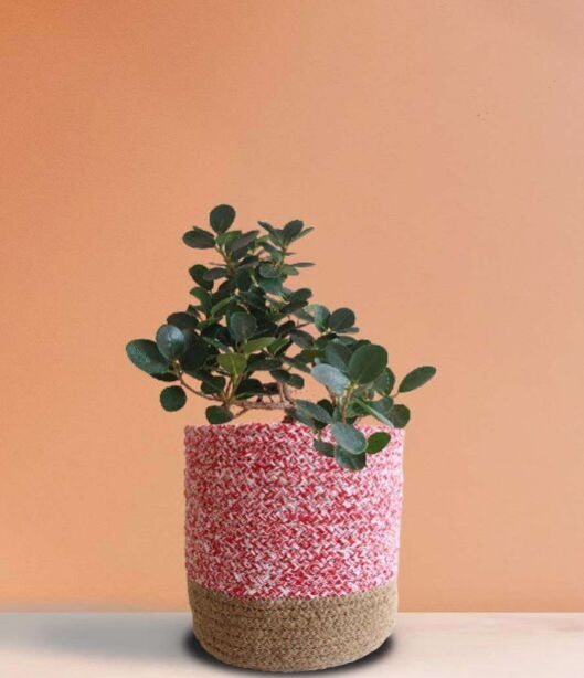 Ficus Compacta Plant (Large)