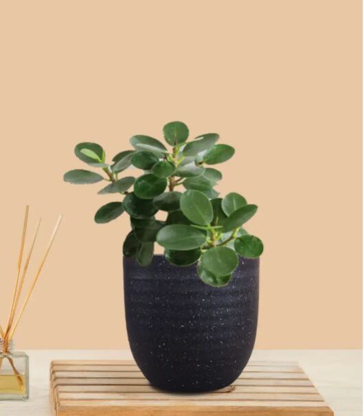 Ficus Compacta Plant (Small) In Eco Pot