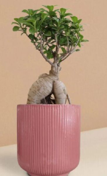 Ficus Ginseng Bonsai Plant In Ceramic Pot (Large)