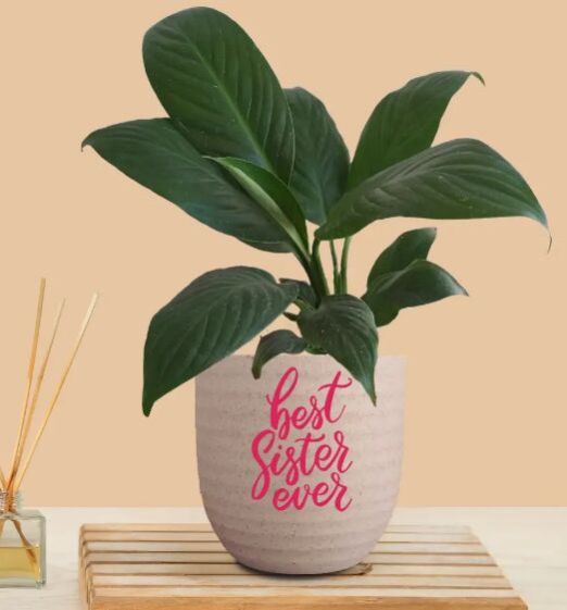 Gift For Sister Plant Peace Lily Green (Small) In Eco Pot