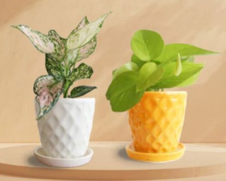 Glowing Air Purifiers Money Plant