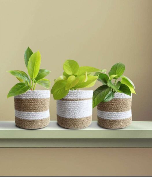 Glowing Green Combo Indoor Plant