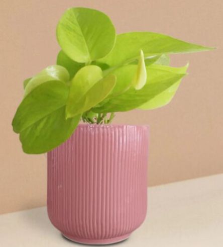 Golden Money Plant In Ceramic Pot (Medium)