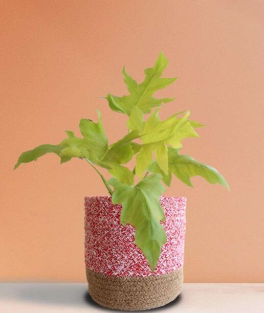 Golden Selloum Large Plant