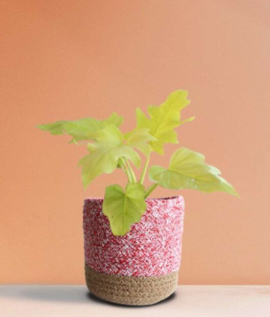 Golden Selloum Medium Plant