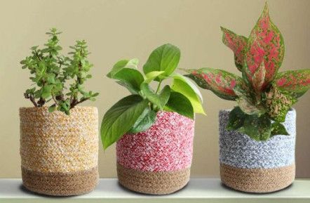 Goodluck Charm Easy Care Plants Combo