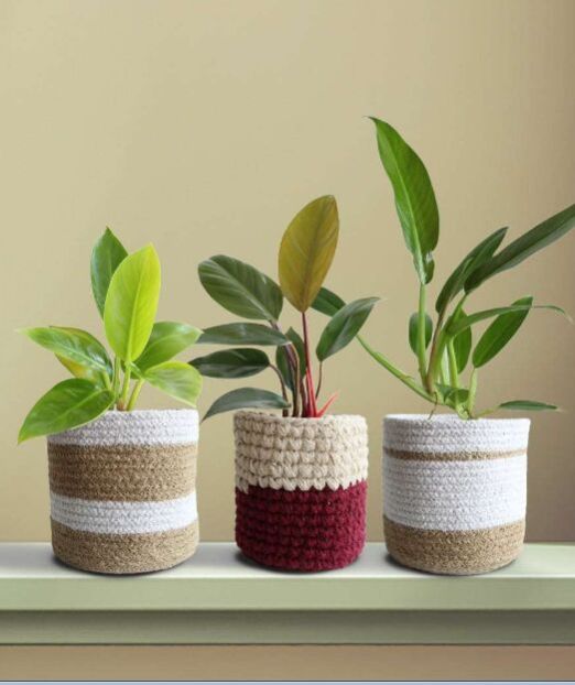 Green Philos Combo Plant