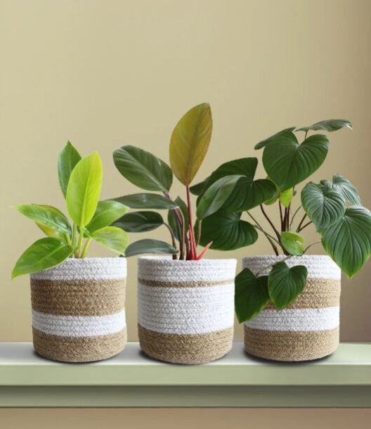 Homa Philo Family Combo Plant