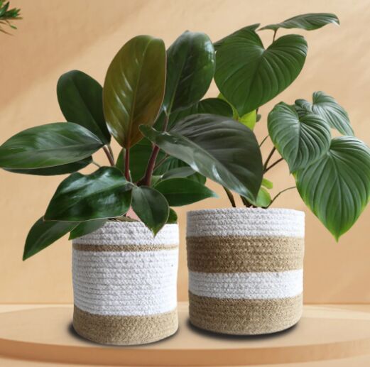 Homa Philo Love Indoor Plant