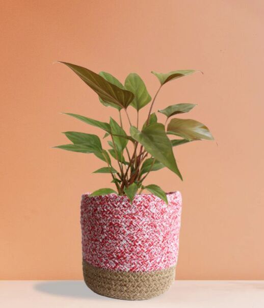 Homalomena Bronze (Medium)