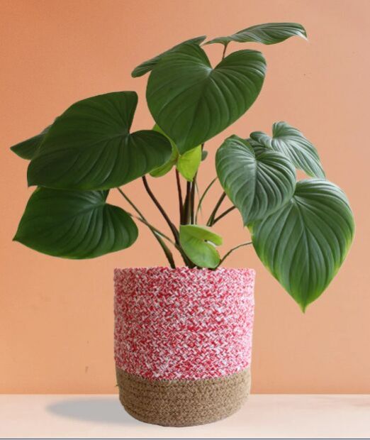 Homalomena Maggy Large Plant