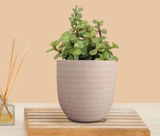 Jade Plant (Small) In Eco Pot