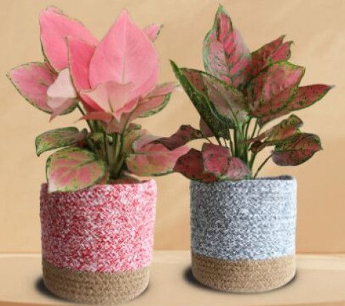 Lovely Pink Duo Plant