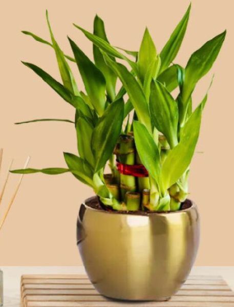 Lucky Bamboo 2 Layer Plant Golden Metal Pot