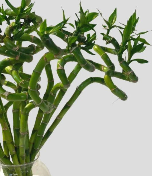 Lucky Bamboo Plant