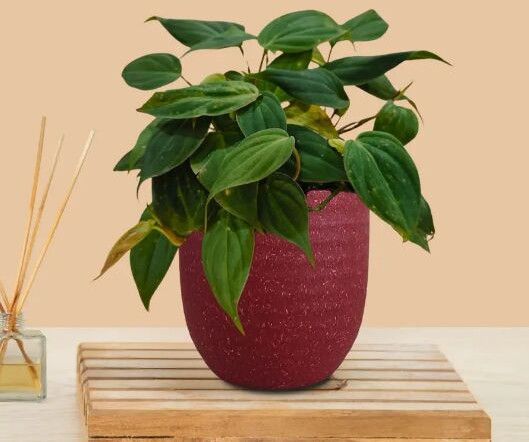 Micans Philodendron Plant (Small) In Eco Pot