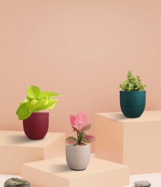 Money Attracting Plants Combo (Small)