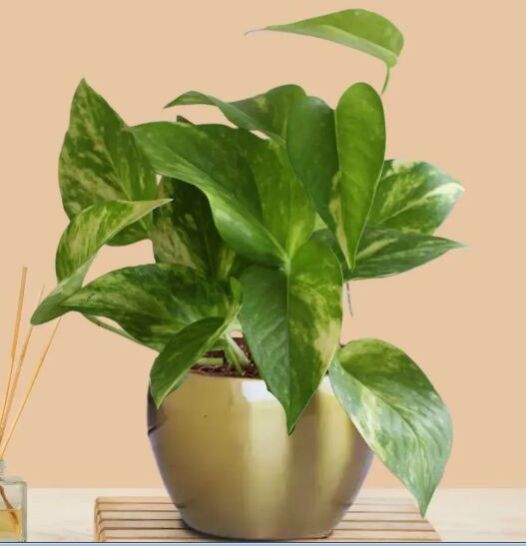 Money Plant Gold King (Small) In Golden Metal Pot