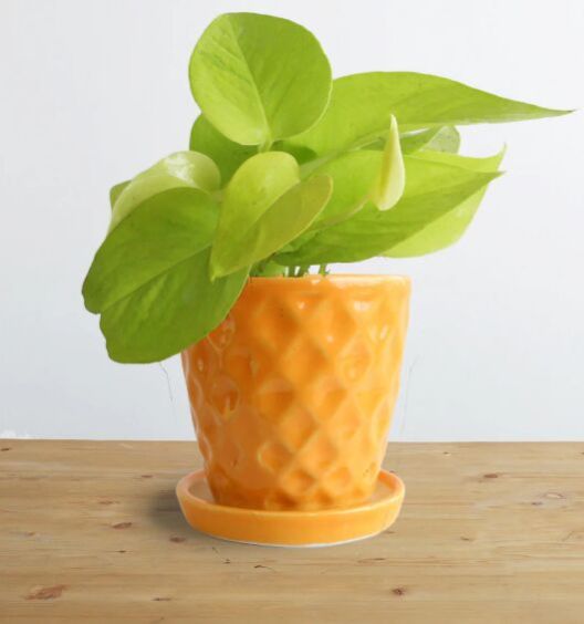 Money Plant Golden (Small)