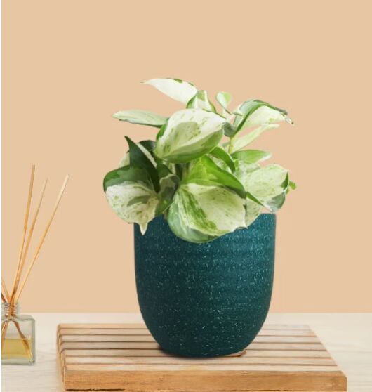 Money Plant Manjula (Small) In Eco Pot