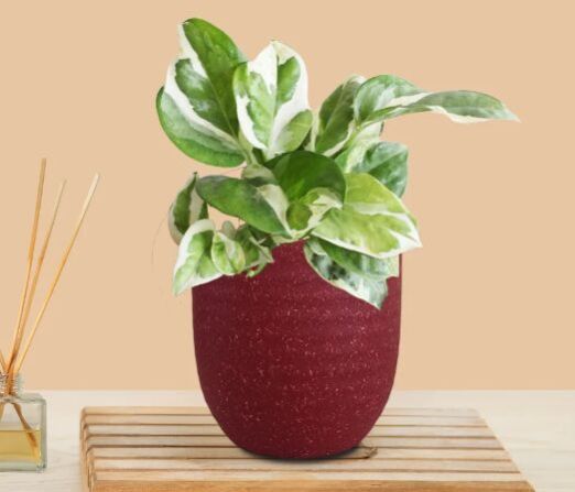 Money Plant Njoy (Small) In Eco Pot